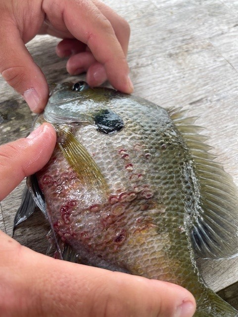 LSU AgCenter researcher provides tips to reduce disease outbreaks in fish 